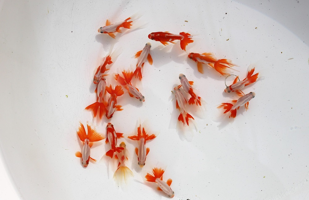 ☆東海錦☆ | 土浦観賞魚