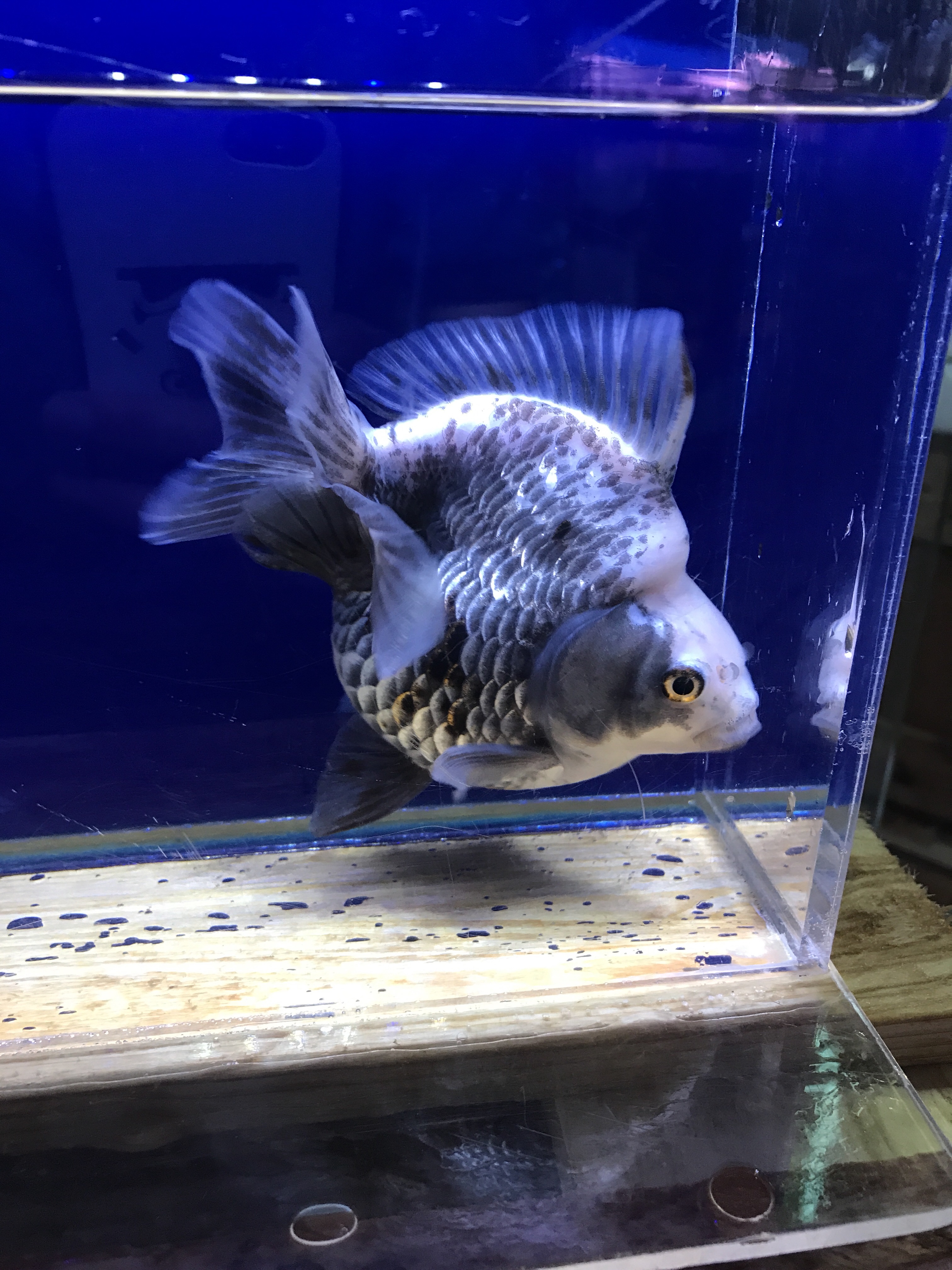特上 だるまパンダ琉金が入荷しました 土浦観賞魚 特上 だるまパンダ琉金が入荷しました 土浦観賞魚