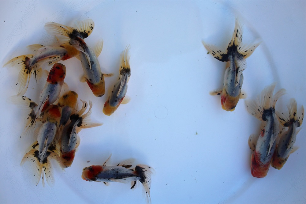 二歳魚 関東東錦 上物個体 土浦観賞魚 二歳魚 関東東錦 上物個体 土浦観賞魚