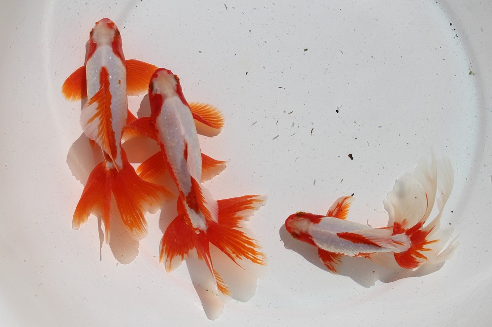 ☆三歳魚☆東海錦☆極上個体☆ | 土浦観賞魚