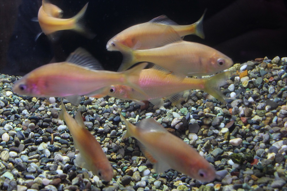 ☆ヤリタナゴイエロー☆ | 土浦観賞魚