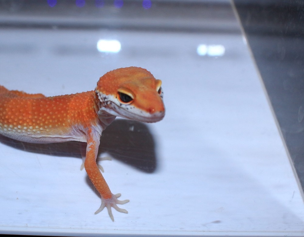 ヒョウモントカゲモドキ マンダリンタンジェリン入荷しました 土浦観賞魚