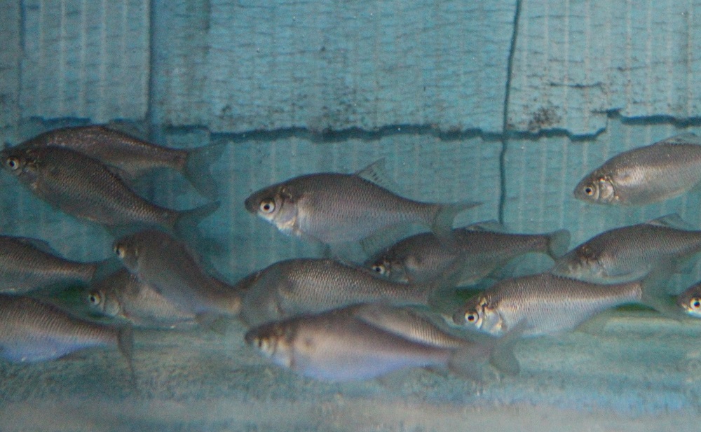 ゼニタナゴ 土浦観賞魚