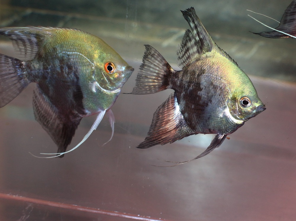 極美 ブルースモーキーエンゼル入荷しました 土浦観賞魚 極美 ブルースモーキーエンゼル入荷しました 土浦観賞魚