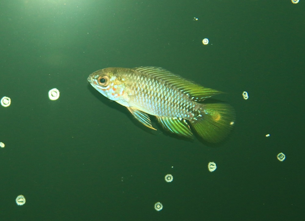 アピストグラマ ボレリーオパール入荷しました 土浦観賞魚